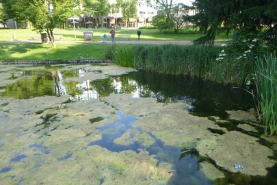 See im Stadtgarten Essen nach der Entkrautung